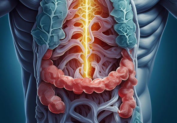 Dibujo sistema digestivo esqueleto humano